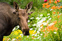 Elch / Moose in Anchorage (c) Public Relations Department for Visit Anchorage / Clark James Mishler