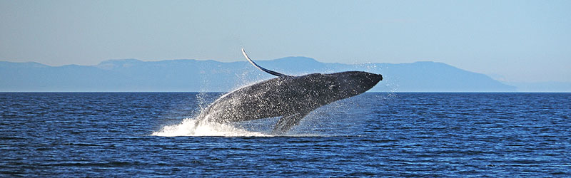 Humpback Whale Breach (cc) Scott Ableman / https://www.flickr.com/photos/ableman/4868175452/
