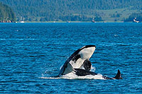 Orcas in Alaska (cc) Dave Bezaire & Susi Havens-Bezaire  / https://www.flickr.com/photos/dlbezaire/