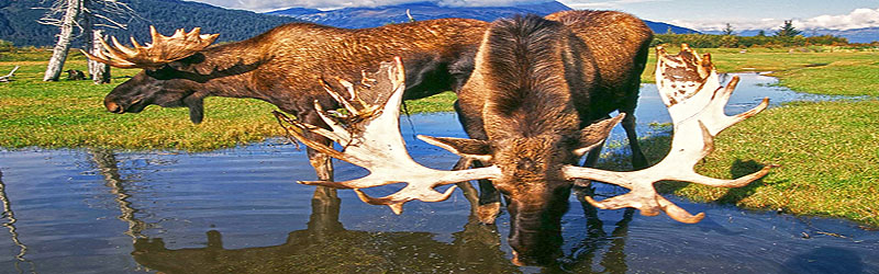 Elch / Moose (c) Doug Lindstrand / Anchorage ACVB 